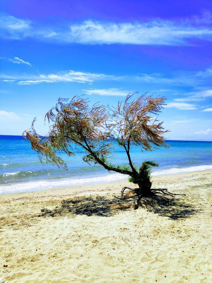 Seaside Family In Apartment Paralia Dionisiou